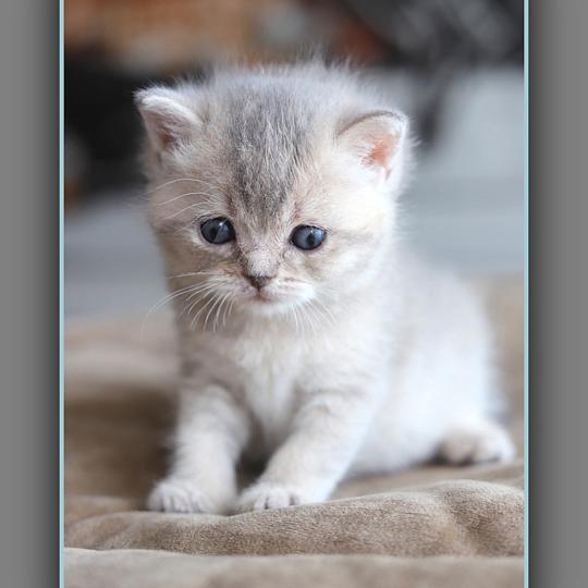 chaton British Shorthair blue golden shaded BLUE BOOK Chatterie Carbin blue golden shaded