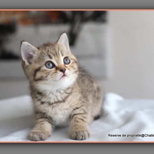 chaton British Shorthair black golden ticked tabby Bredele Chatterie Carbin black golden mackerel tabby
