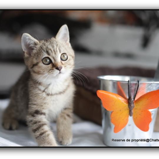 chaton British Shorthair black golden ticked tabby Bredele Chatterie Carbin black golden mackerel tabby