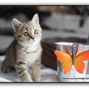 Bredele CARBIN Mâle British Shorthair