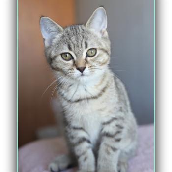 BREDELE CARBIN Mâle British Shorthair