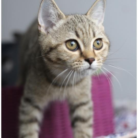 chaton British Shorthair black golden mackerel tabby BREDELE Chatterie Carbin black golden mackerel tabby
