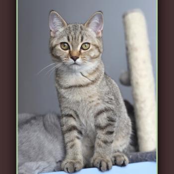 BREDELE CARBIN Mâle British Shorthair