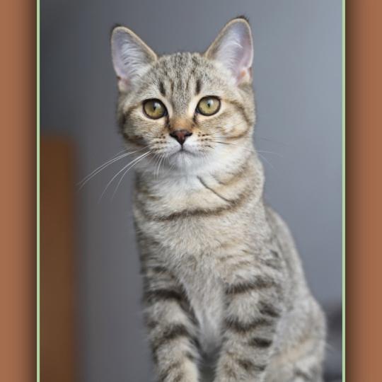chaton British Shorthair black golden mackerel tabby BREDELE Chatterie Carbin black golden mackerel tabby