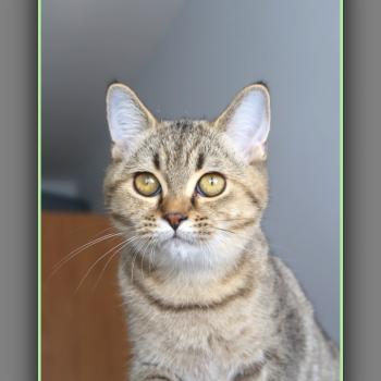 BREDELE CARBIN Mâle British Shorthair