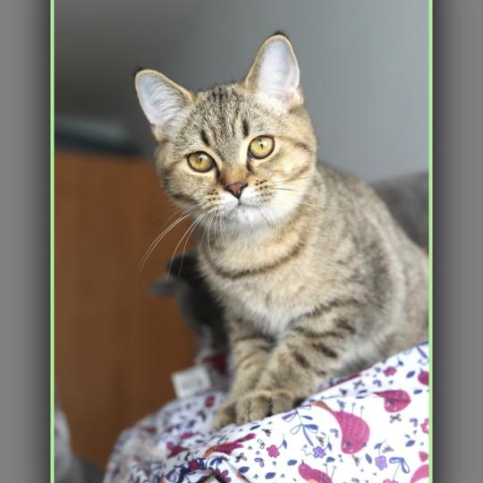 chaton British Shorthair black golden mackerel tabby BREDELE Chatterie Carbin black golden mackerel tabby