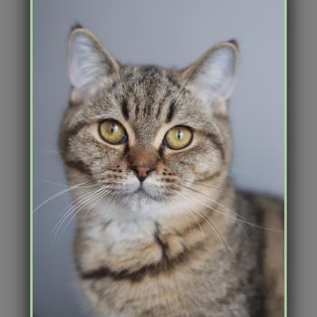 BREDELE CARBIN Mâle British Shorthair