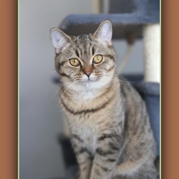 BREDELE CARBIN Mâle British Shorthair
