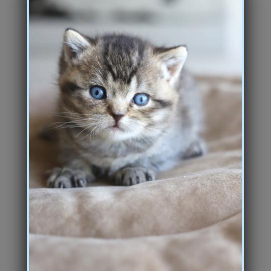 chaton British Shorthair black golden ticked tabby BUGATTI Chatterie Carbin black golden ticked tabby