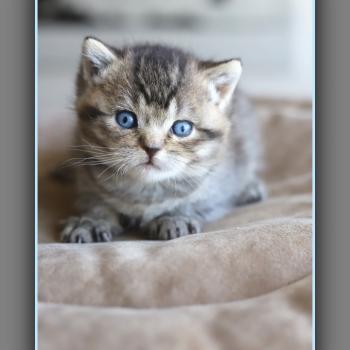 BUGATTI CARBIN Mâle British Shorthair