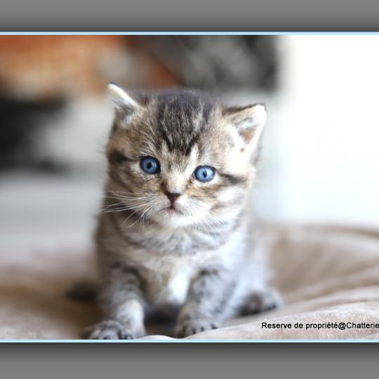 chaton British Shorthair black golden ticked tabby BUGATTI Chatterie Carbin black golden ticked tabby