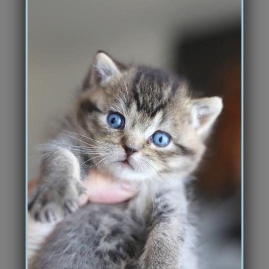 chaton British Shorthair black golden ticked tabby BUGATTI Chatterie Carbin black golden ticked tabby