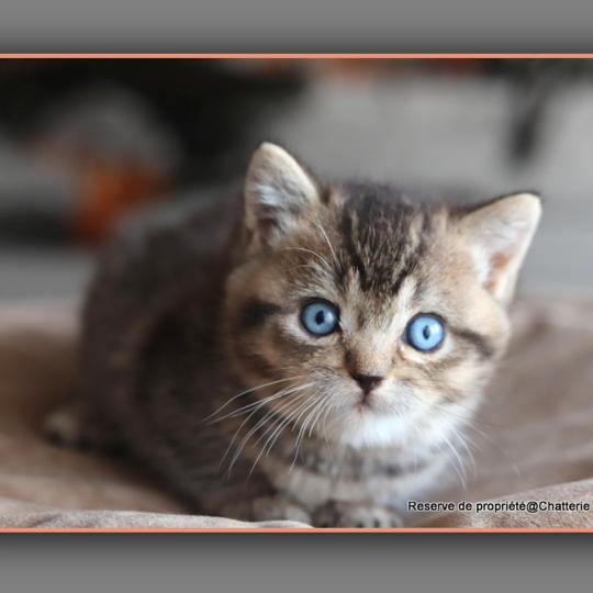 chaton British Shorthair black golden ticked tabby BUGATTI Chatterie Carbin black golden ticked tabby