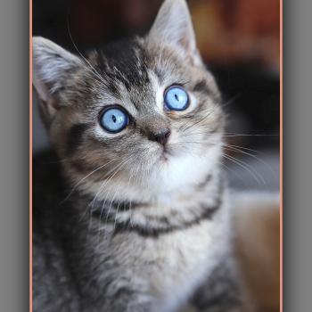 BUGATTI CARBIN Mâle British Shorthair
