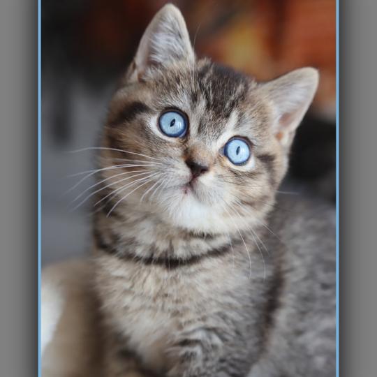 chaton British Shorthair black golden ticked tabby BUGATTI Chatterie Carbin black golden ticked tabby