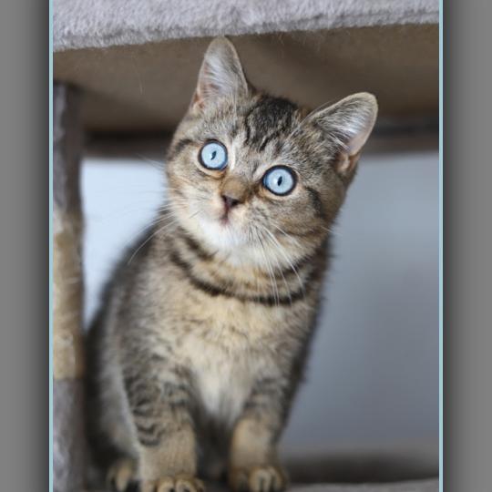 chaton British Shorthair black golden ticked tabby BUGATTI Chatterie Carbin black golden ticked tabby