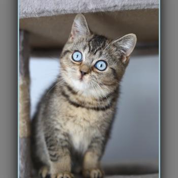 BUGATTI CARBIN Mâle British Shorthair