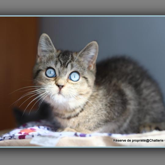 chaton British Shorthair black golden ticked tabby BUGATTI Chatterie Carbin black golden ticked tabby