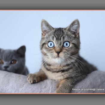 BUGATTI CARBIN Mâle British Shorthair
