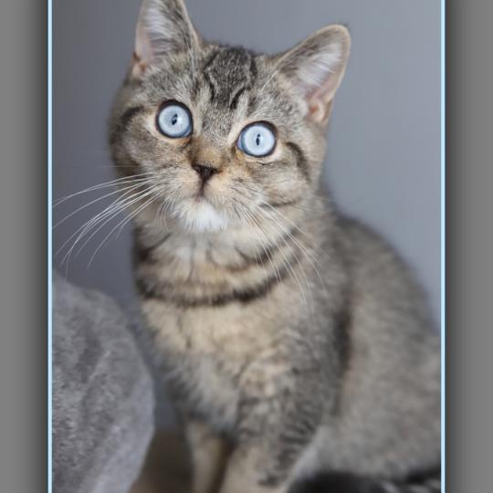 chaton British Shorthair black golden ticked tabby BUGATTI Chatterie Carbin black golden ticked tabby