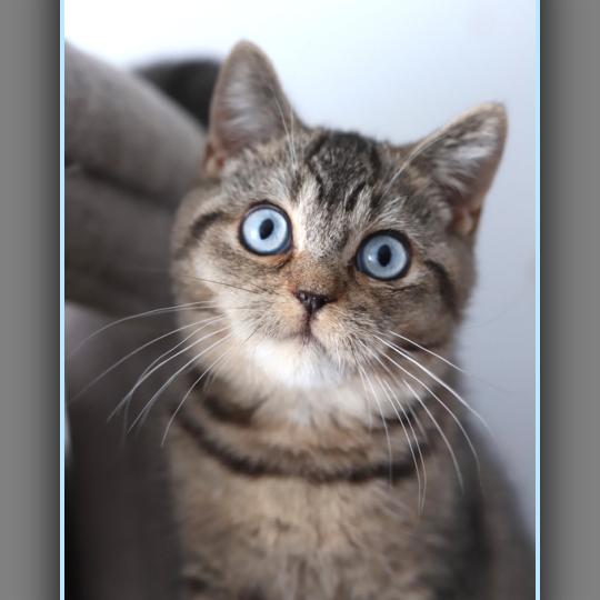 chaton British Shorthair black golden ticked tabby BUGATTI Chatterie Carbin black golden ticked tabby