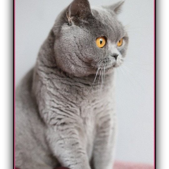 chat British Shorthair blue Renaissance Chatterie CARBIN blue 