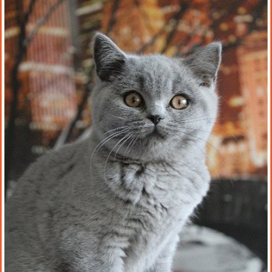 chat British Shorthair blue Renaissance Chatterie CARBIN blue 