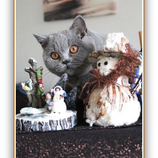 chat British Shorthair blue Renaissance Chatterie CARBIN blue 