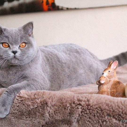 chat British Shorthair blue Renaissance Chatterie CARBIN blue 