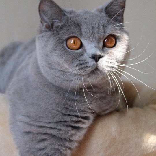 chat British Shorthair blue Renaissance Chatterie CARBIN blue 