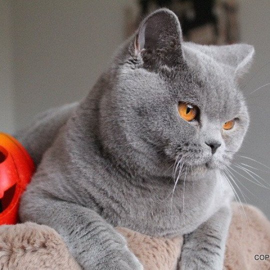 chat British Shorthair blue Renaissance Chatterie CARBIN blue 