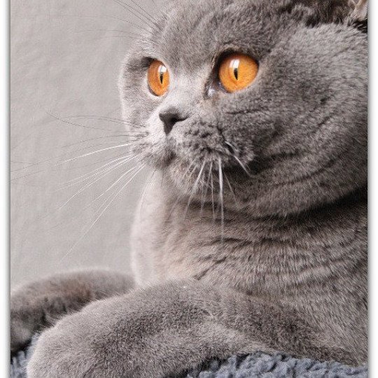 chat British Shorthair blue Renaissance Chatterie CARBIN blue 