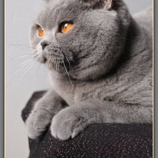 chat British Shorthair blue Renaissance Chatterie CARBIN blue 