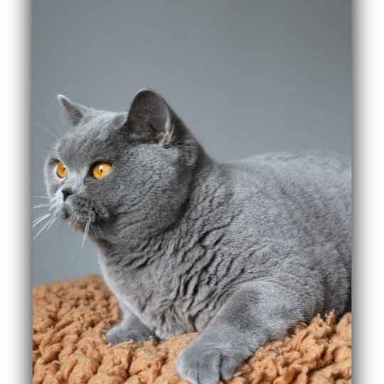 chat British Shorthair blue Renaissance Chatterie CARBIN blue 