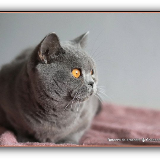 chat British Shorthair blue Renaissance Chatterie CARBIN blue 