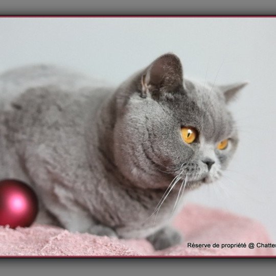 chat British Shorthair blue Renaissance Chatterie CARBIN blue 