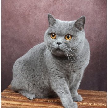 Renaissance DU VAL D'AMBOISE Femelle British Shorthair