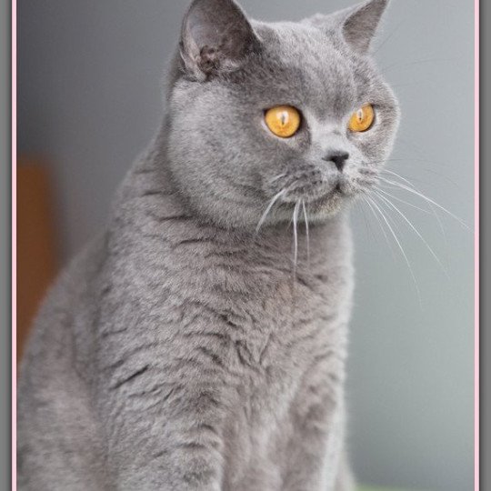 chat British Shorthair blue Renaissance Chatterie Carbin blue 