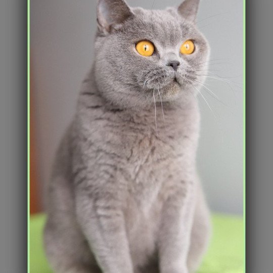chat British Shorthair blue Renaissance Chatterie Carbin blue 