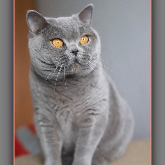chat British Shorthair blue Renaissance Chatterie Carbin blue 