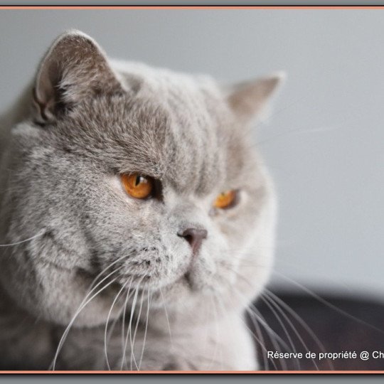 chat British Shorthair lilac THAÏS Chatterie CARBIN lilac 
