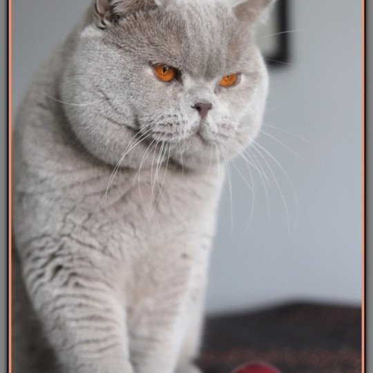 chat British Shorthair lilac THAÏS Chatterie CARBIN lilac 