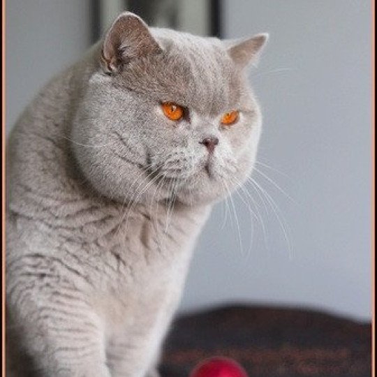 chat British Shorthair lilac THAÏS Chatterie CARBIN lilac 