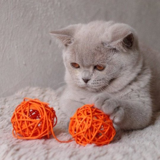 chat British Shorthair lilac Thaïs Chatterie CARBIN lilac 