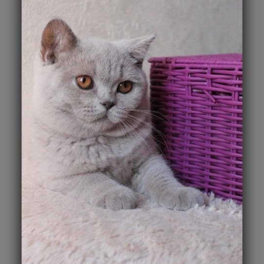 chat British Shorthair lilac Thaïs Chatterie CARBIN lilac 