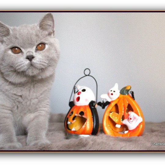 chat British Shorthair lilac Thaïs Chatterie CARBIN lilac 
