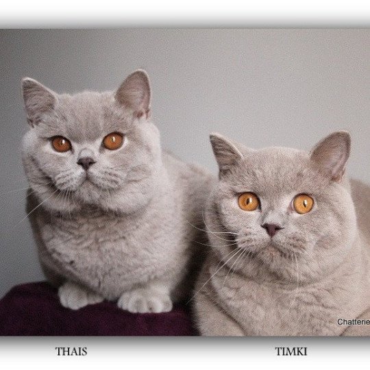 chat British Shorthair lilac Thaïs Chatterie CARBIN lilac 