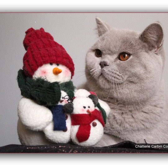 chat British Shorthair lilac Thaïs Chatterie CARBIN lilac 