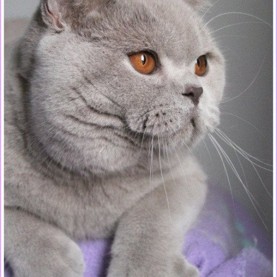 chat British Shorthair lilac Thaïs Chatterie CARBIN lilac 