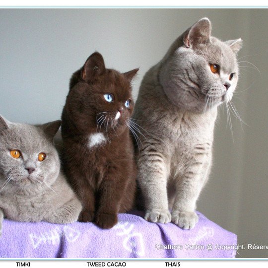 chat British Shorthair lilac Thaïs Chatterie CARBIN lilac 